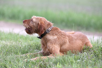 Outdoor portrait of a vizsla dog. A close-up head shot of a vizsla dog