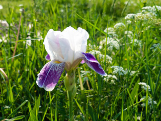 Beautiful iris flower on green background on Sunny day. Summer background.