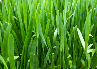 Fototapeta na wymiar natural green background of Sisaket onion growing in the garden