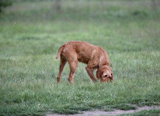  Vizsla dog canine a loyal friend of the hunter. Detail of dog head