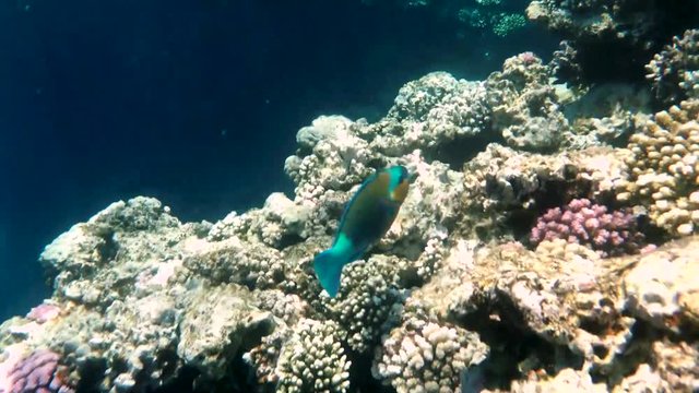 Colourful Tropical Coral Reefs. Picture of beautiful underwater colourful fishes and corals in the tropical reef of the Red Sea Dahab Egypt.
