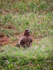Naklejka na ściany i meble Tawny Eagle in Tsavo Conservation Area, Kenya
