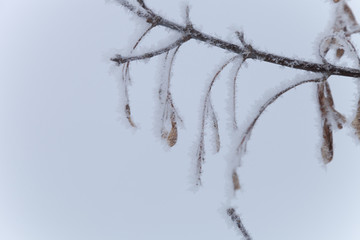 Frost on a branches. Russian provincial natural landscape in gloomy weather. Selective focus. Shallow depth of field