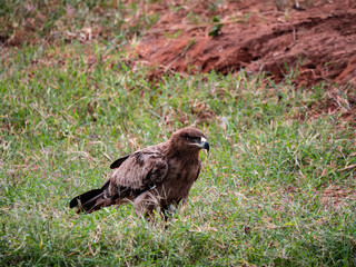 Tawny Eagle in Tsavo Conservation Area, Kenya