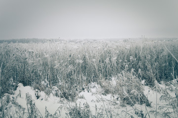 Frost on a grass. Russian provincial natural landscape in gloomy weather. Toned