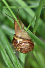 snail on a green leaf