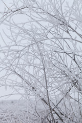Fototapeta na wymiar Ice on a branches. Russian provincial natural landscape in gloomy weather