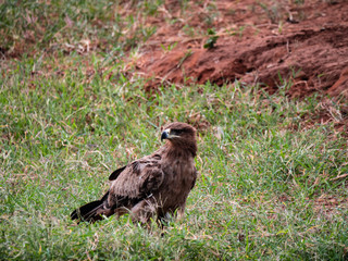 Tawny Eagle in Tsavo Conservation Area, Kenya