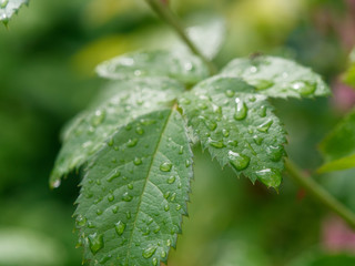 beautiful red garden rose in dew drops