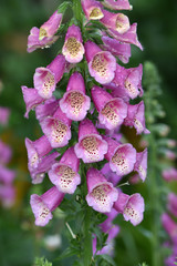 Closeup of pink flowers of a purple foxglove Digitális purpúrea with raindrops in the garden on a blurred green background © Alla Dmitriuk