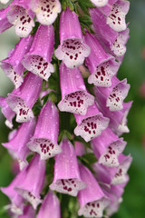 Closeup of pink flowers of a purple foxglove Digit&aacute;lis purp&uacute;rea with raindrops in the garden on a blurred green background