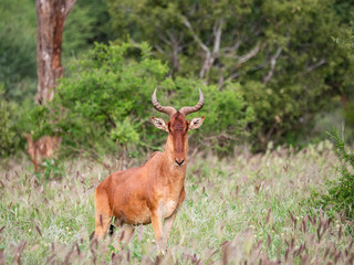 Naklejka na ściany i meble Red Hartebeest in the Tsavo Conservation Area, Kenya