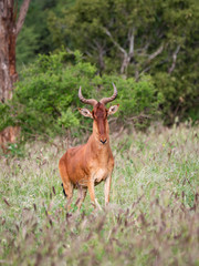 Naklejka na ściany i meble Red Hartebeest in the Tsavo Conservation Area, Kenya