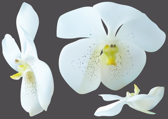Fototapeta na wymiar White Orchid Flowers Isolated on Gray Background - Design Elements for Your Floral Composition, Vector Illustration