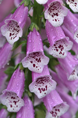 Closeup of pink flowers of a purple foxglove Digitális purpúrea with raindrops in the garden on a blurred green background © Alla Dmitriuk