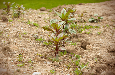 Field of growing herbs sprouts in spring