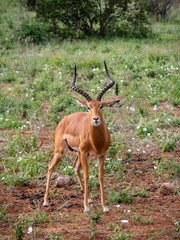 Impala in Tsavo West National Park, Kenya