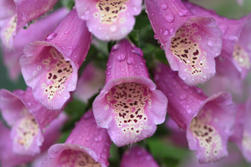 Closeup of pink flowers of a purple foxglove Digitális purpúrea with raindrops in the garden on a...