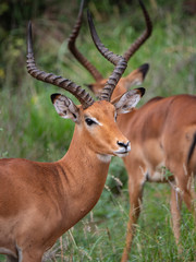 Naklejka na ściany i meble Impala in Tsavo West National Park, Kenya
