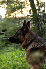German shepherd walks and lies on a forest clearing on a summer evening
