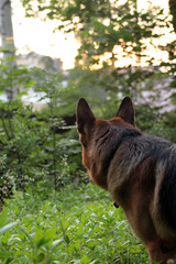 German shepherd walks and lies on a forest clearing on a summer evening