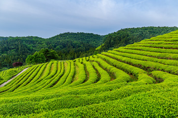 A landscape view of the green tea fields of Boseong in the early morning, south korea