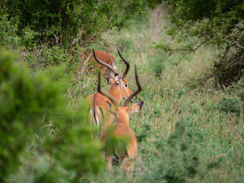 Impala in Tsavo West National Park, Kenya