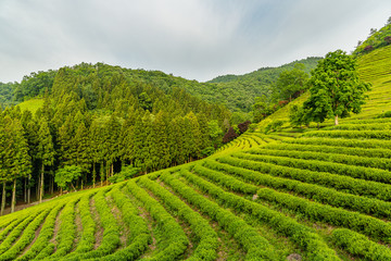 Fototapeta na wymiar A landscape view of the green tea fields of Boseong in the early morning, south korea