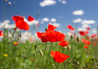 Close up of a field of blooming poppies, against a background of blue sky.