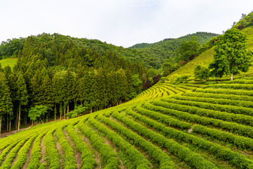 A landscape view of the green tea fields of Boseong in the early morning, south korea