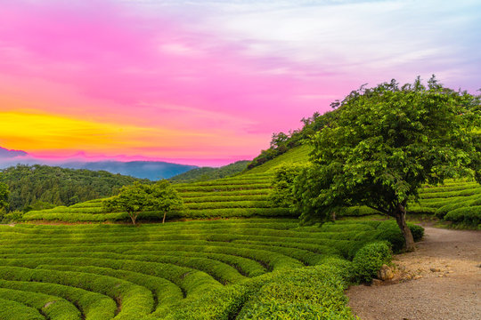 A landscape view of the rise of the sun in the green tea fields of Boseong, south korea.
