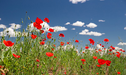 Close up of a field of blooming poppies, against a background of blue sky.