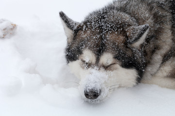 Dog breed Alaskan Malamute on a snow