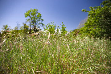 Green flowery meadow, with grass blowing in the wind.