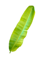 Fresh green banana leaves on a white background