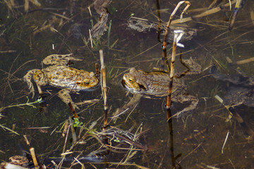 European green frog in the wild