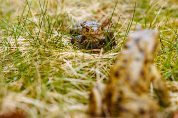 European green frog in the wild