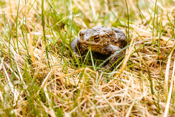 European green frog in the wild