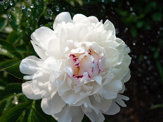 Beautiful large white peony Bud on a green background on a Sunny summer day.