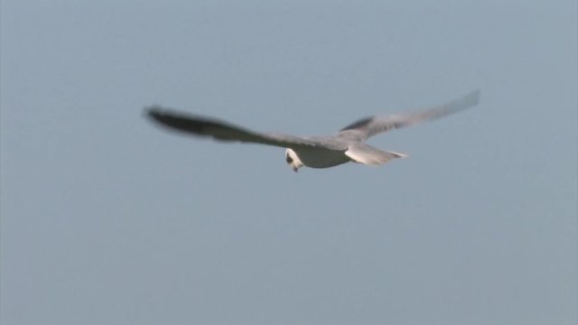Black winged Kite hovering, Hula Valley Israel 