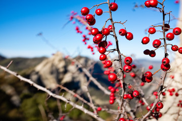 Red wild berries. Dolomites of Basilicata mountains called Dolomiti Lucane. Basilicata region, Italy