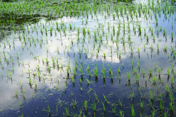 初夏の水田の水面に映る空と雲