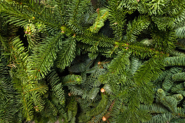 Green spruce branches, natural background