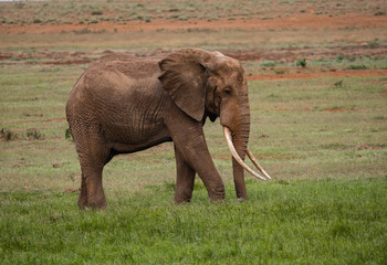 Fototapeta na wymiar Elephants in Tsavo West National Park, Kenya