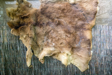 Wild animal fur hanging on the wall outside