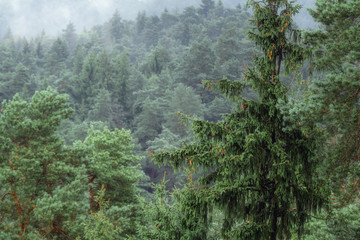 Fototapeta premium Forested mountain overview in Europe, foggy conifer tree tops, i
