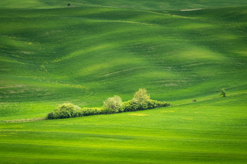 Spring view of typical Italian field