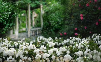 Fototapeta na wymiar Old ruined gazebo in the thickets of blooming jasmine and fluffy bloom of white roses. . Retro vintage style.