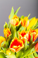 Bright tulips on the dark background