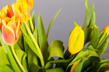 Naklejka premium Bright tulips on the dark background